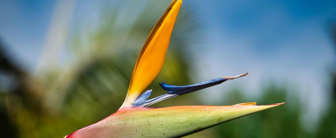 A Essência da Madeira