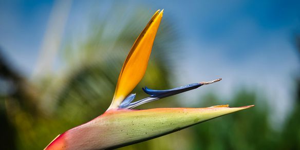 A Essência da Madeira